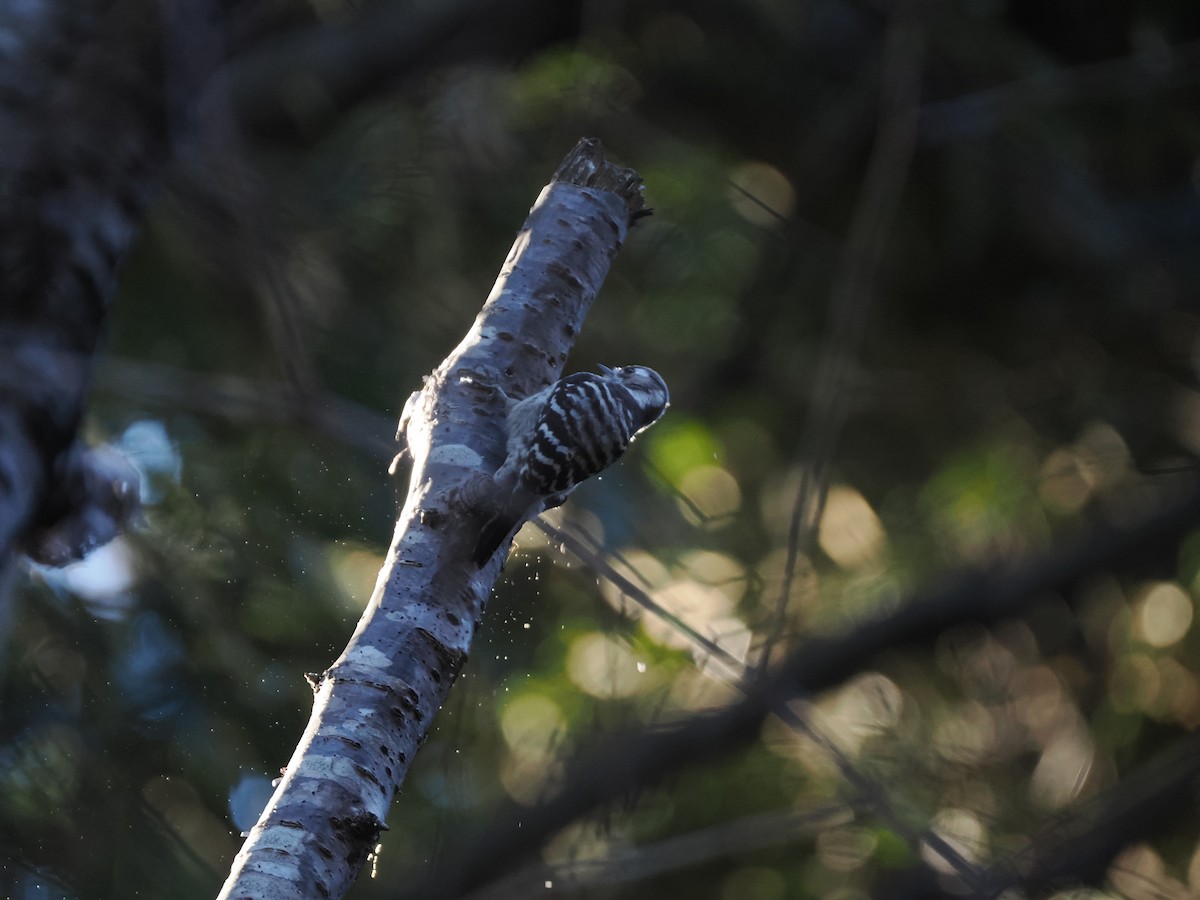 Japanese Pygmy Woodpecker - ML613640027