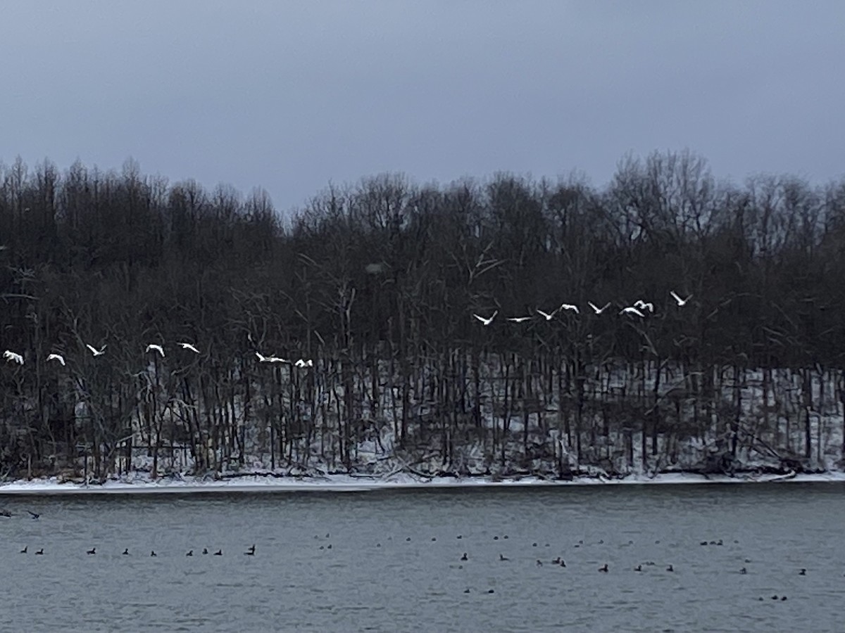 Tundra Swan - ML613640088