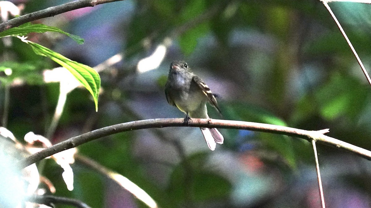 Acadian Flycatcher - ML613640102