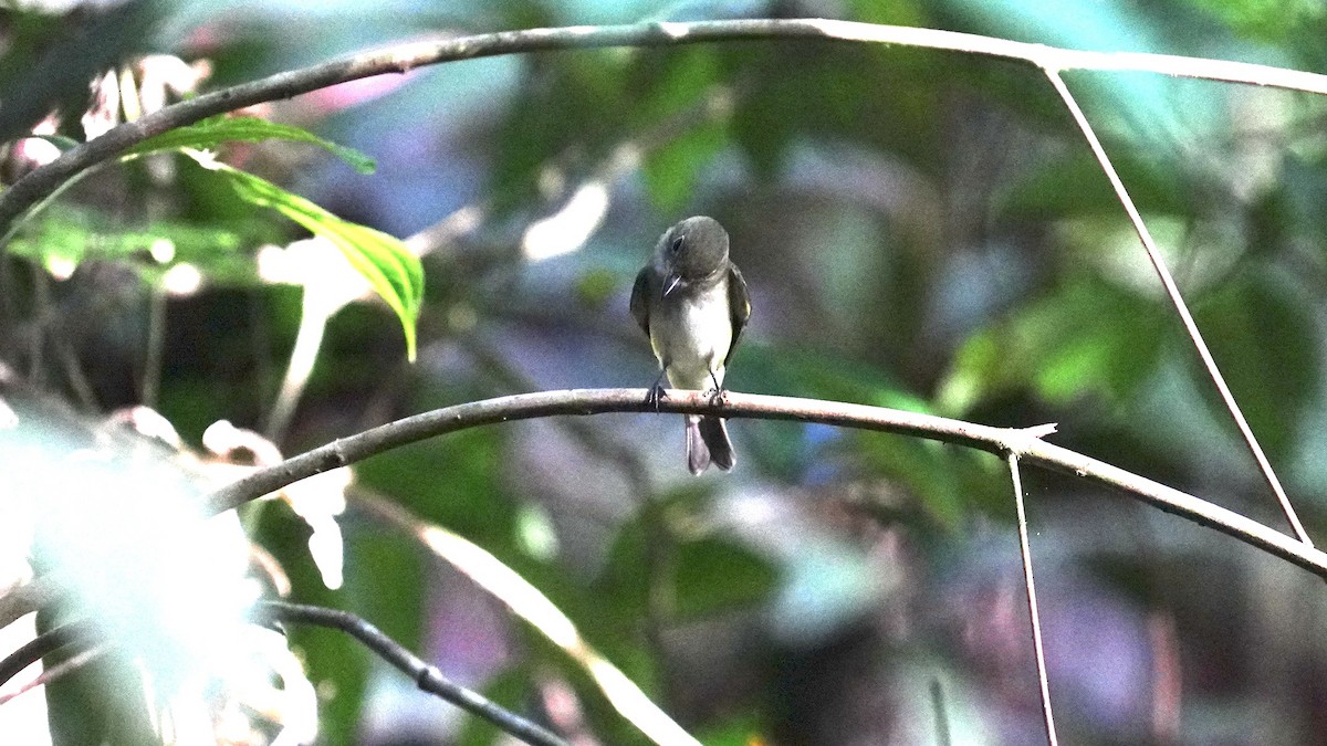 Acadian Flycatcher - ML613640104