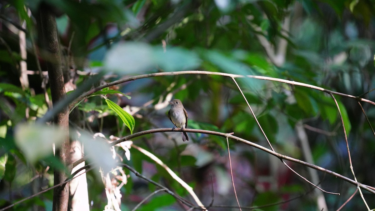 Acadian Flycatcher - ML613640105