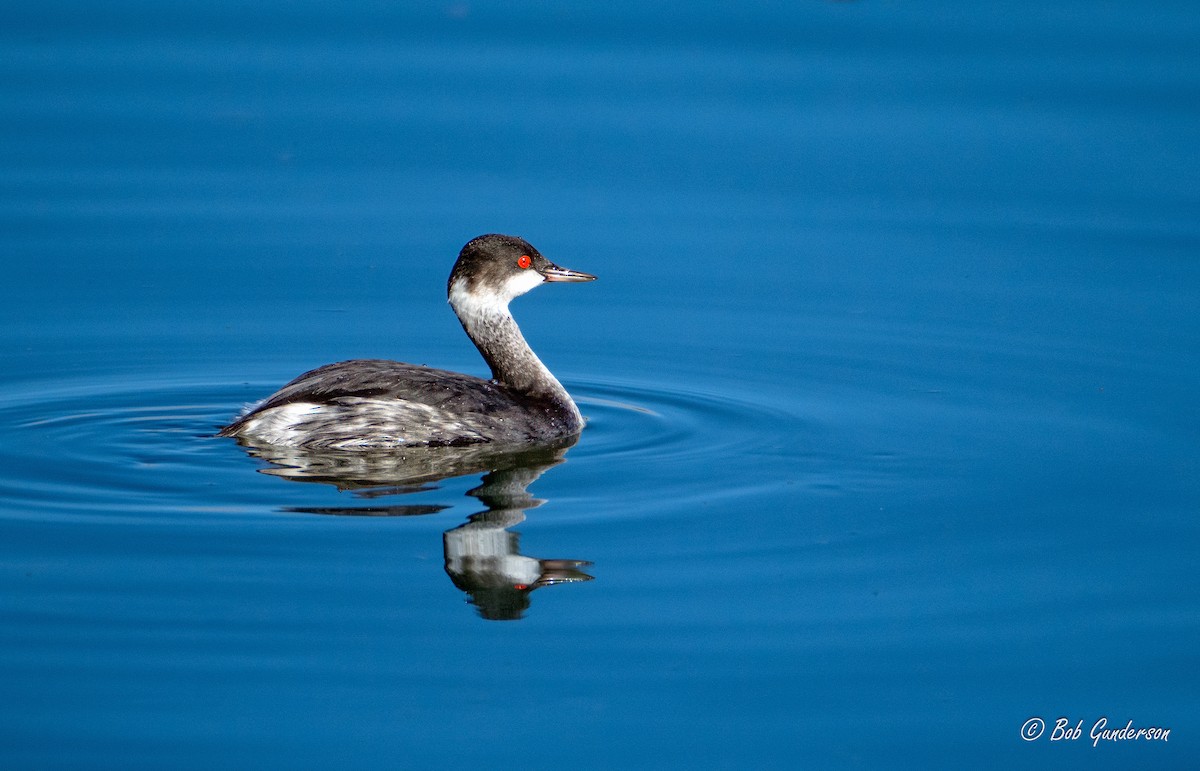 Eared Grebe - ML613640109