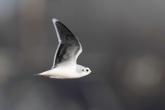 Mouette pygmée - ML613640217