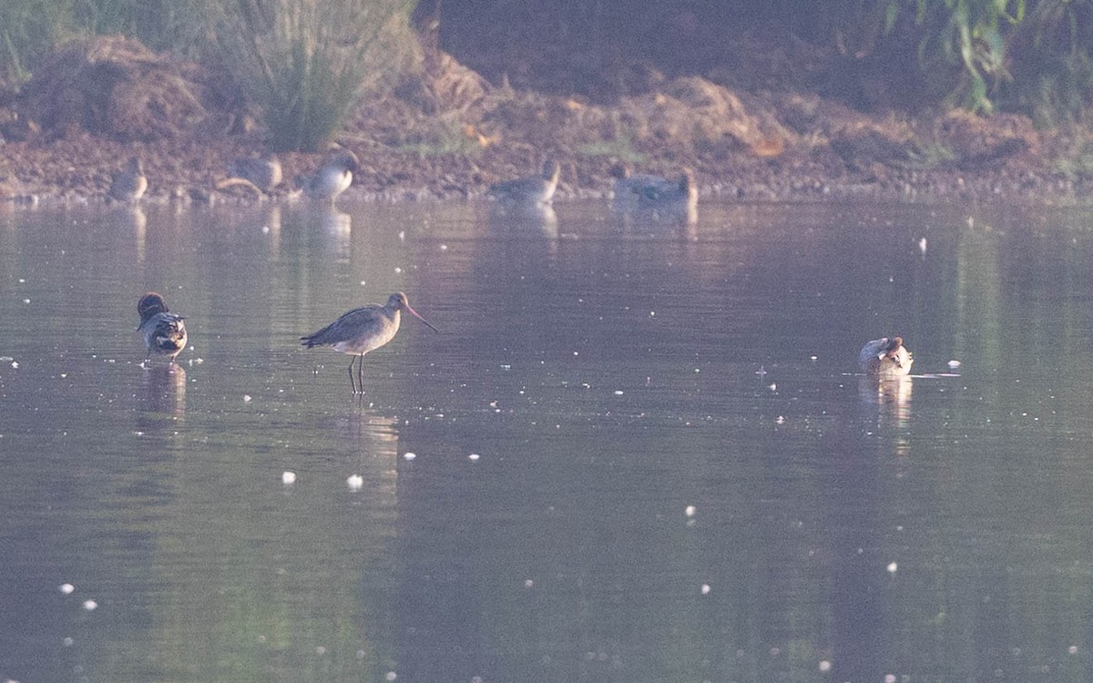 Black-tailed Godwit - ML613640273