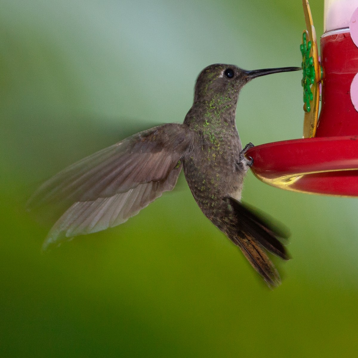 Sombre Hummingbird - ML613640296