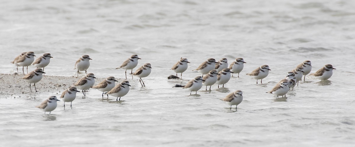 Kentish Plover (Hanuman) - ML613640355