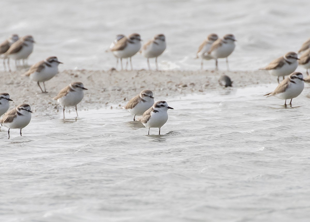 Kentish Plover (Hanuman) - ML613640356