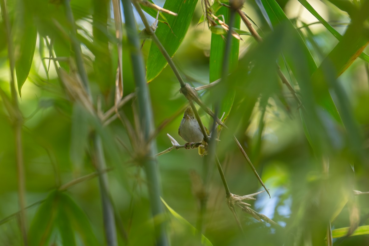 Yuhina Ventriblanca - ML613640532