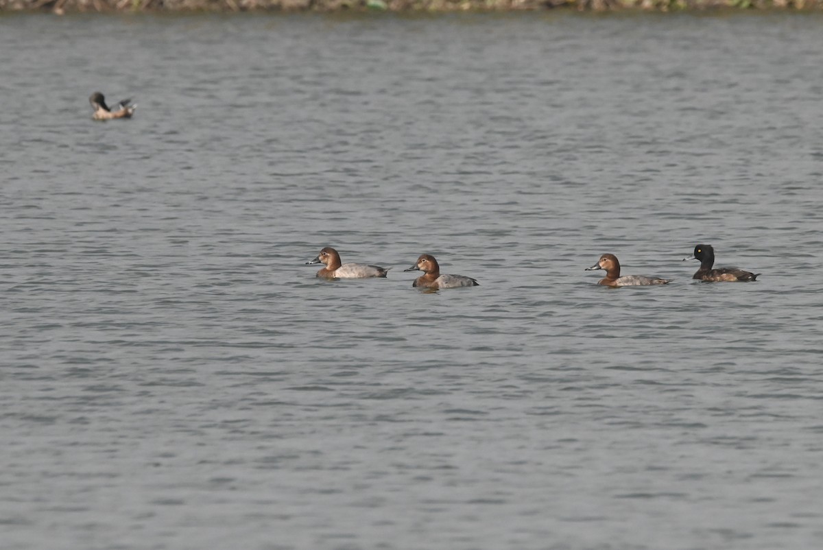 Common Pochard - William Tsai