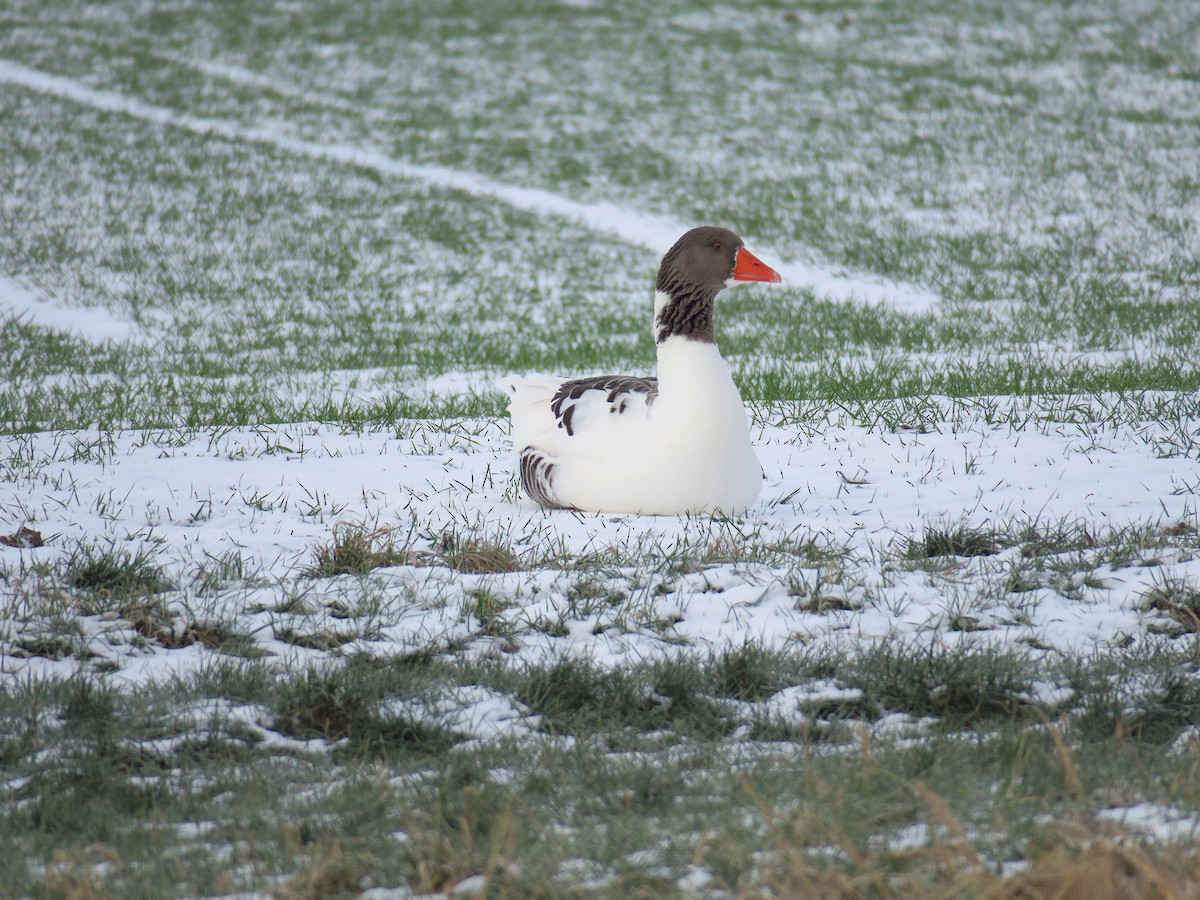 Graylag Goose (Domestic type) - ML613640591