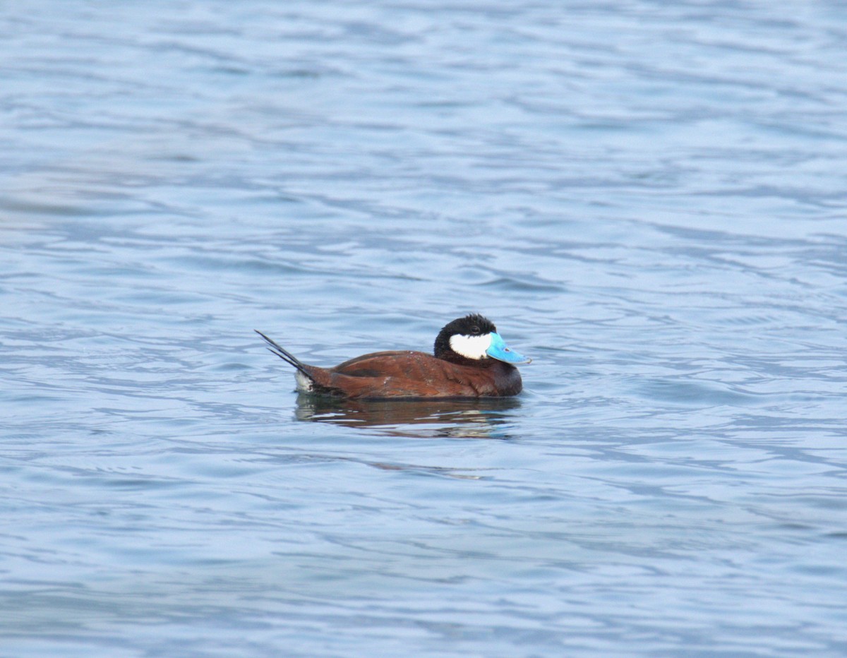 Ruddy Duck - ML613640592