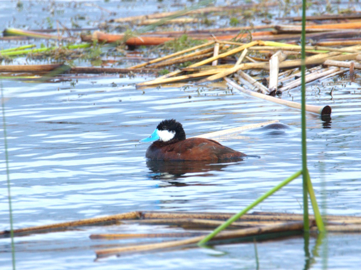 Ruddy Duck - Josue  de León Lux (Birding Guide) josuedeleonlux@gmail.com +502 3068 8988