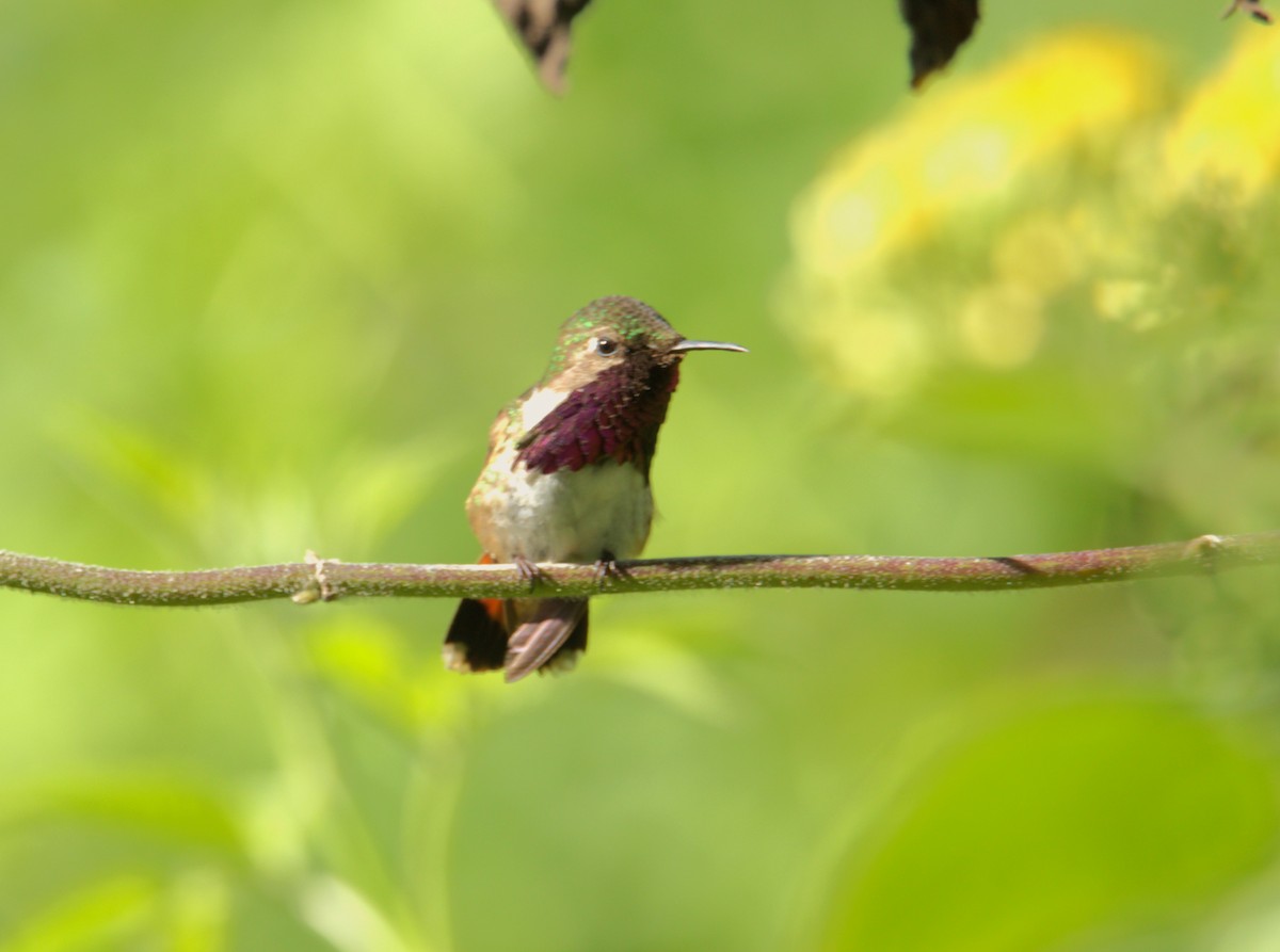 Wine-throated Hummingbird - ML613640619