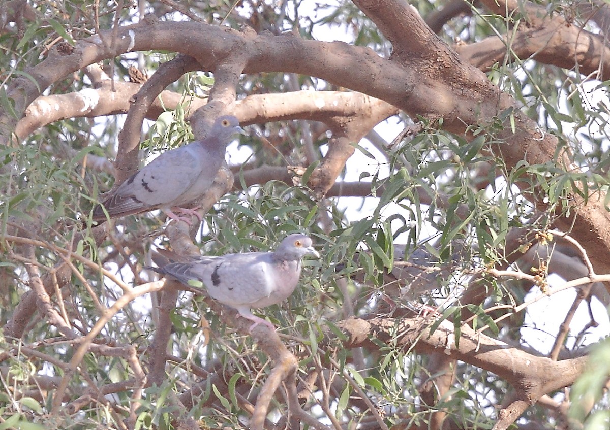 Yellow-eyed Pigeon - ML613640641