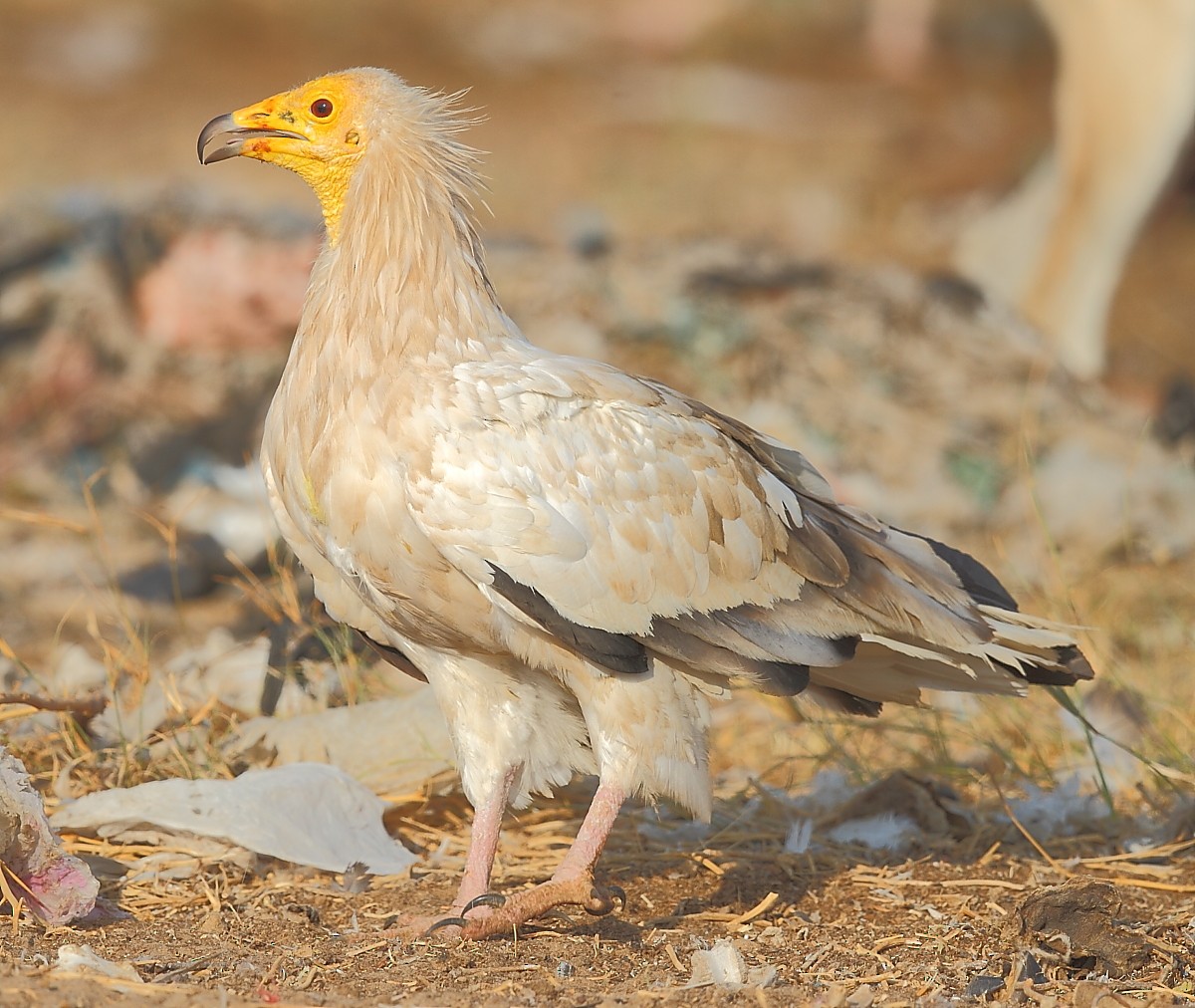 Egyptian Vulture - ML613640649