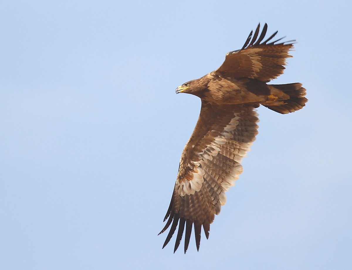 Steppe Eagle - ML613640672