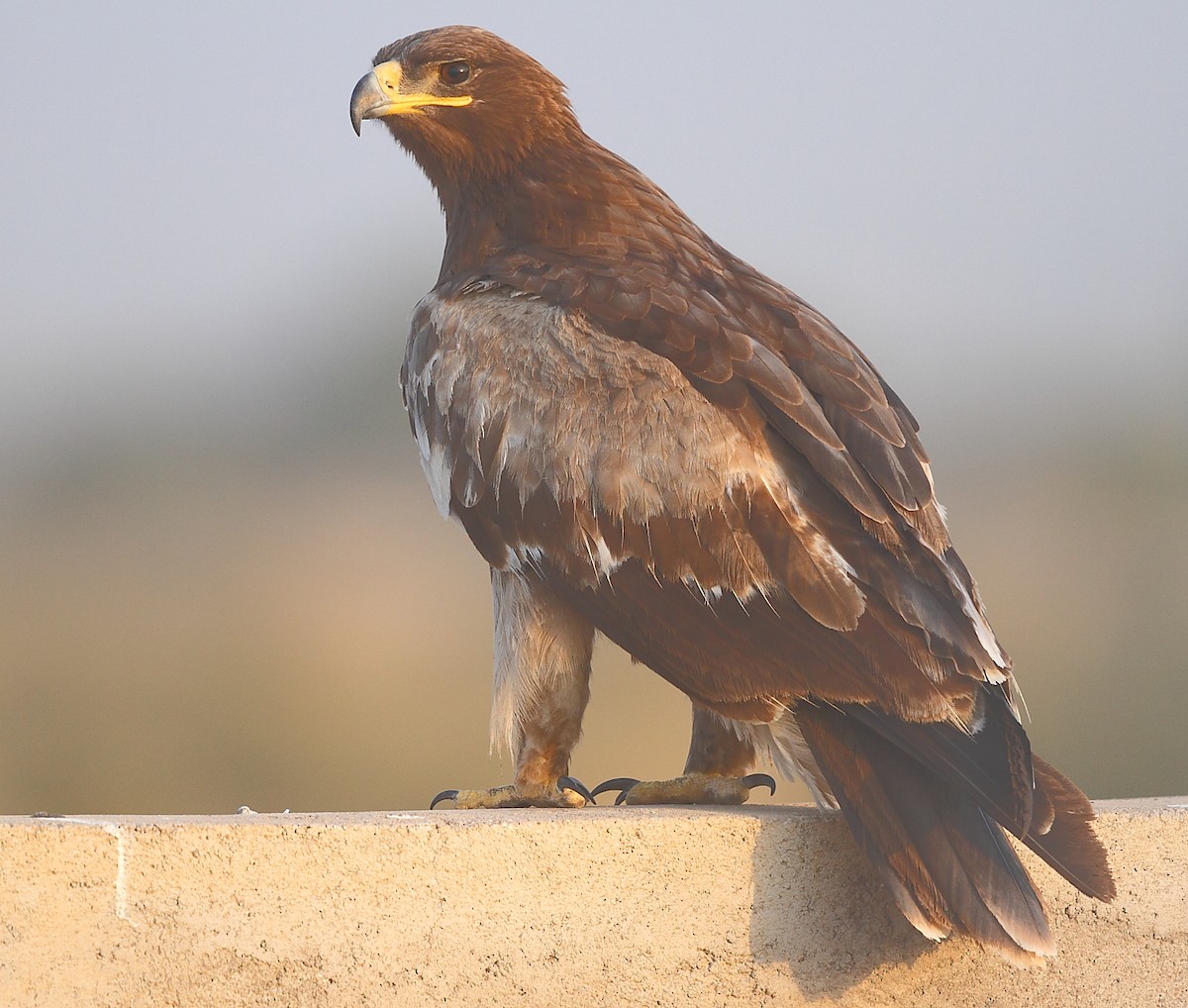 Steppe Eagle - ML613640673