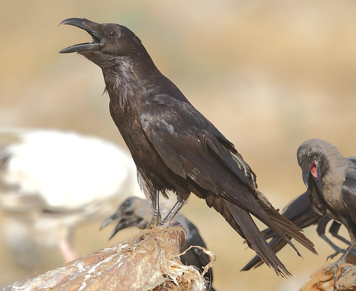 Common Raven - Krishnan Sivasubramanian