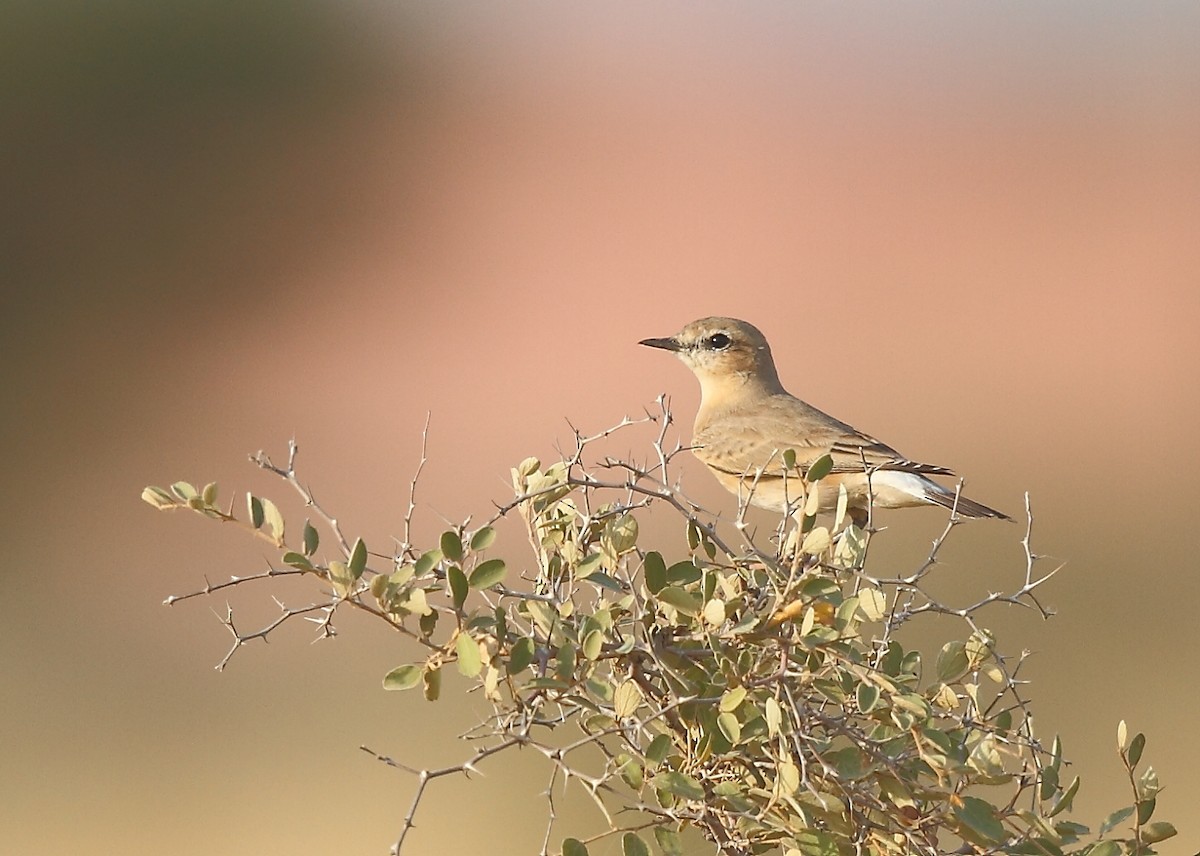 Isabelline Wheatear - ML613640688