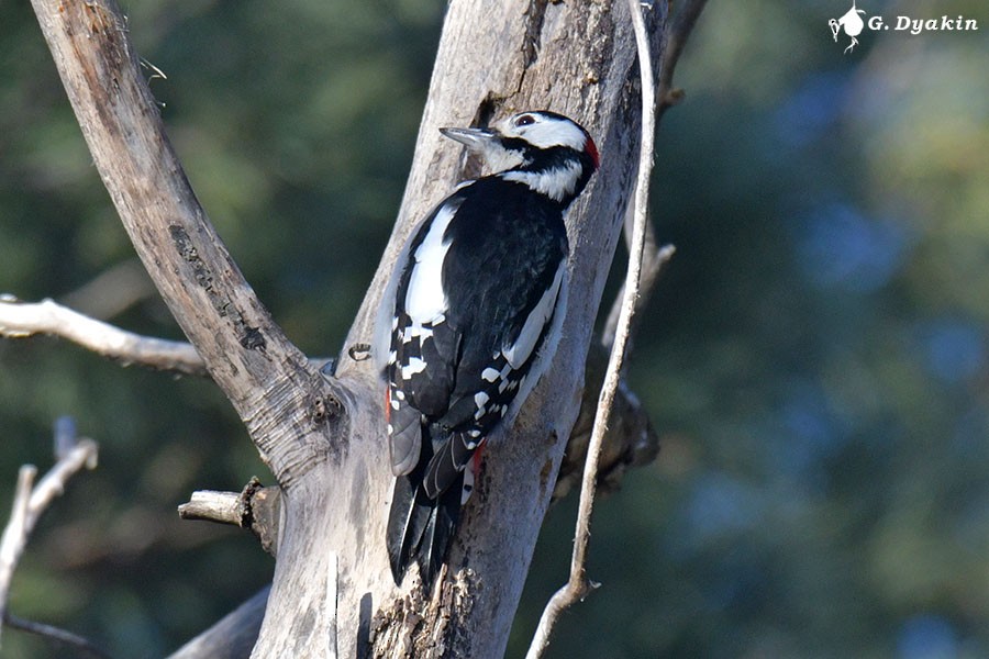Great Spotted Woodpecker - Gennadiy Dyakin