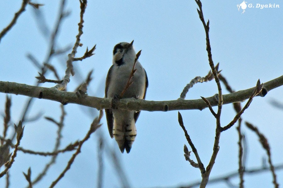 Lesser Spotted Woodpecker - Gennadiy Dyakin