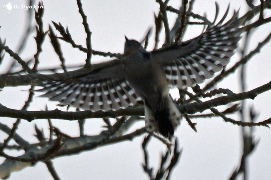 Lesser Spotted Woodpecker - Gennadiy Dyakin