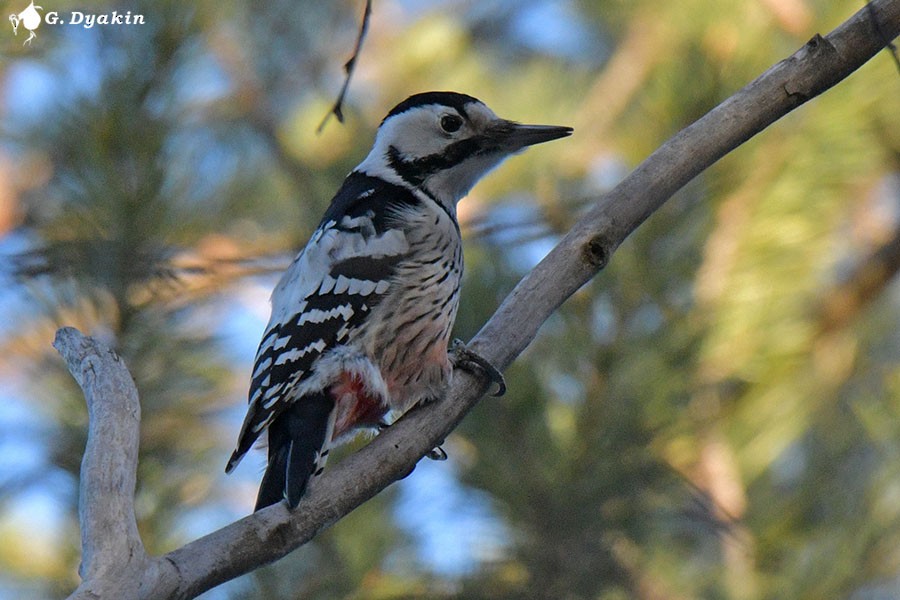 White-backed Woodpecker - Gennadiy Dyakin