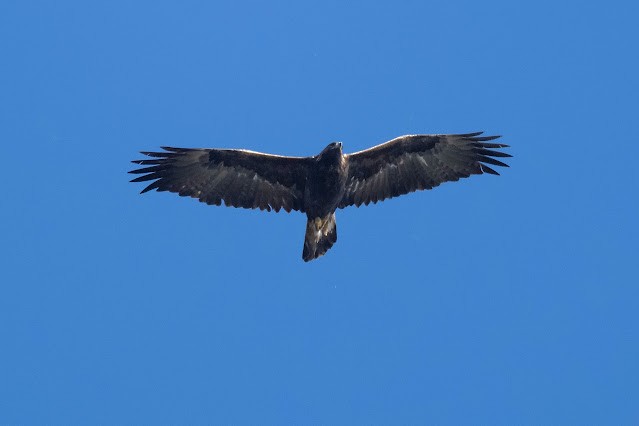 Águila Real - ML613640763