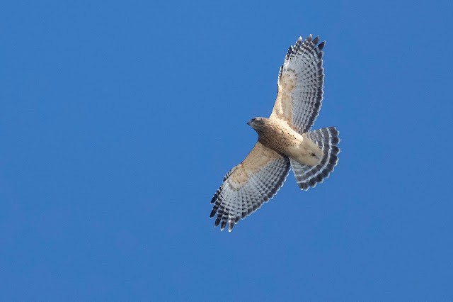 Red-shouldered Hawk - ML613640774