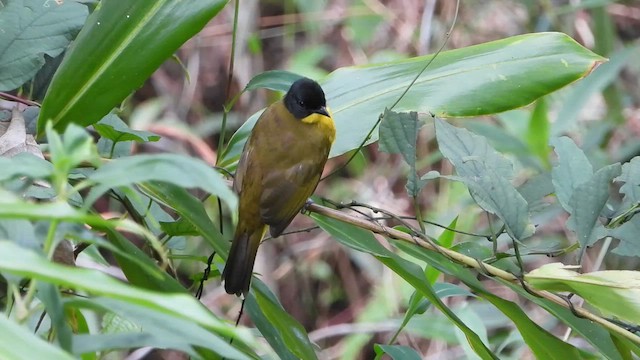 Black-capped Bulbul - ML613640883