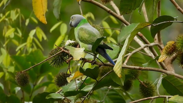 Папужець зеленошиїй - ML613640948