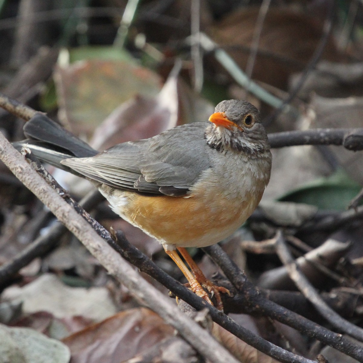 Kurrichane Thrush - ML613640964