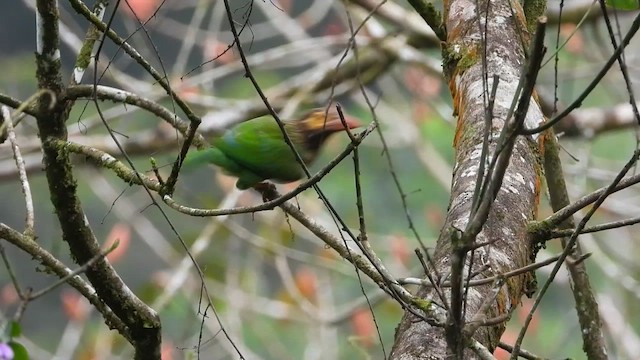 Brown-headed Barbet - ML613640972