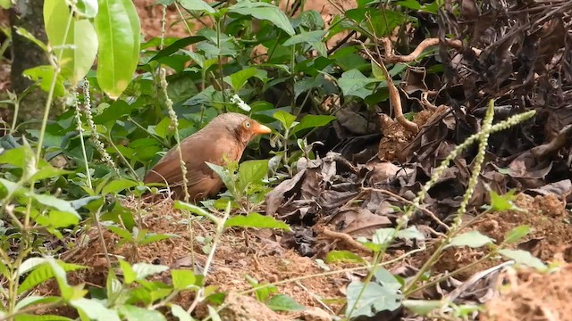 Orange-billed Babbler - ML613641016