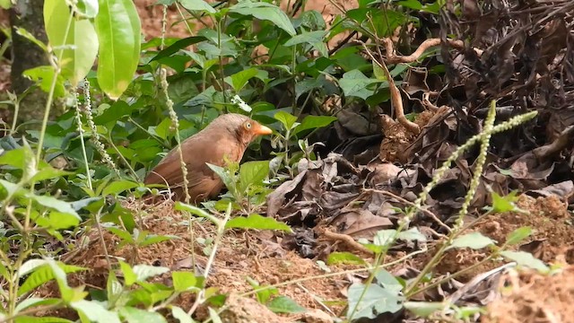 Orange-billed Babbler - ML613641016