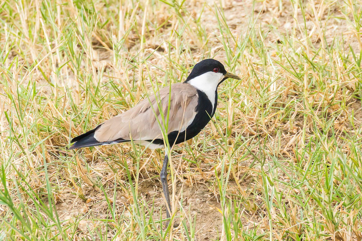 Spur-winged Lapwing - ML613641033
