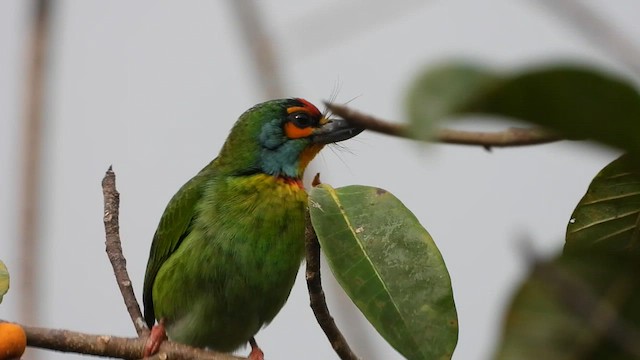 Crimson-fronted Barbet - ML613641047