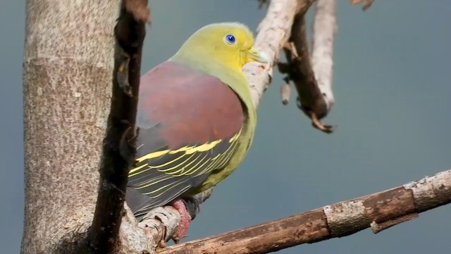 Sri Lanka Green-Pigeon - ML613641061