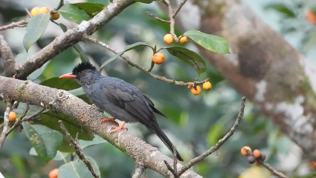 Square-tailed Bulbul (Sri Lanka) - ML613641068