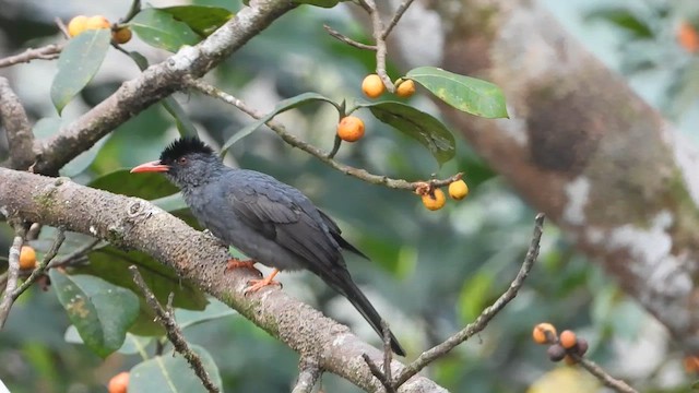 Bulbul de Los Ghats (humii) - ML613641068