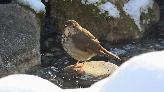 Hermit Thrush - ML613641084