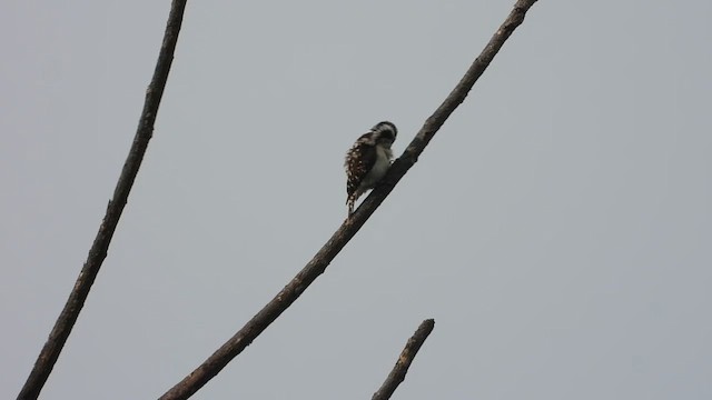 Brown-capped Pygmy Woodpecker - ML613641096