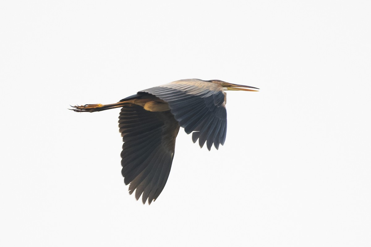 Purple Heron - ML613641173