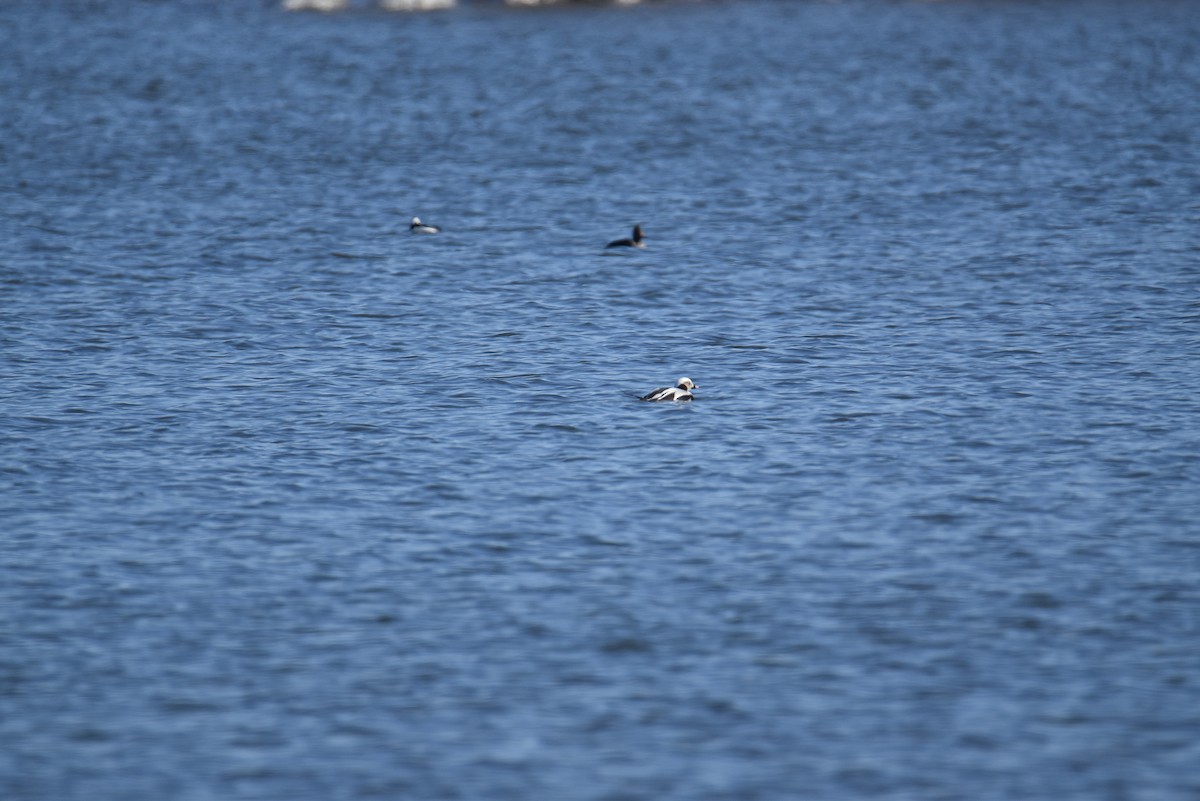 Long-tailed Duck - Josh Smith