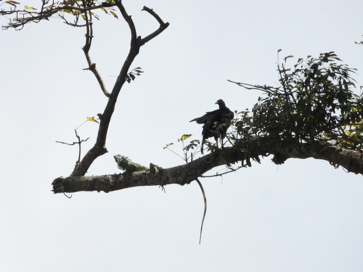 Black Vulture - ML613641261