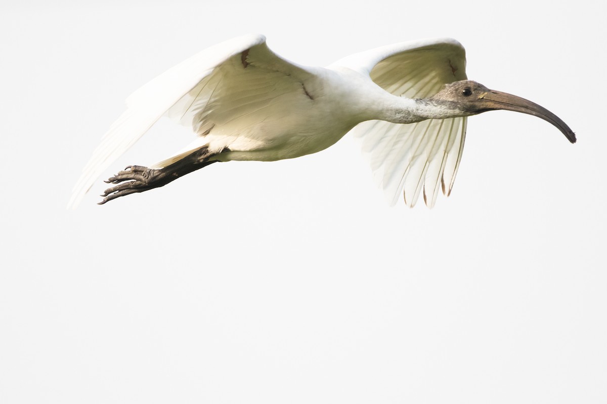 ibis černohlavý - ML613641280