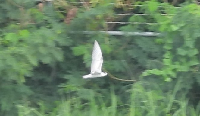 Whiskered Tern - Nick Komar