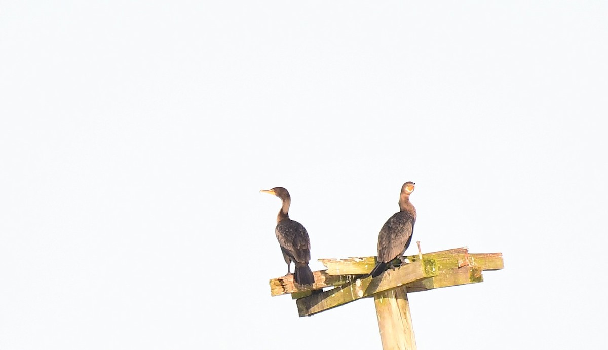 Double-crested Cormorant - ML613641316