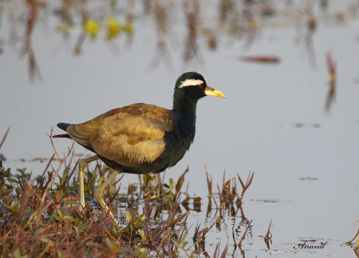 Bronze-winged Jacana - ML613641333