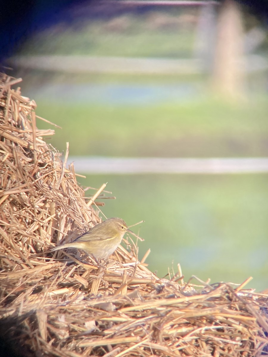 budníček menší - ML613641354